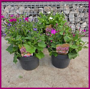 Afbeelding van Senetti P23 Divers 4 kleuren
